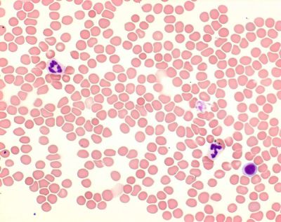 Giemsa azur eozin metilen mavisi çözeltisi mikroskopi için. 500 ml